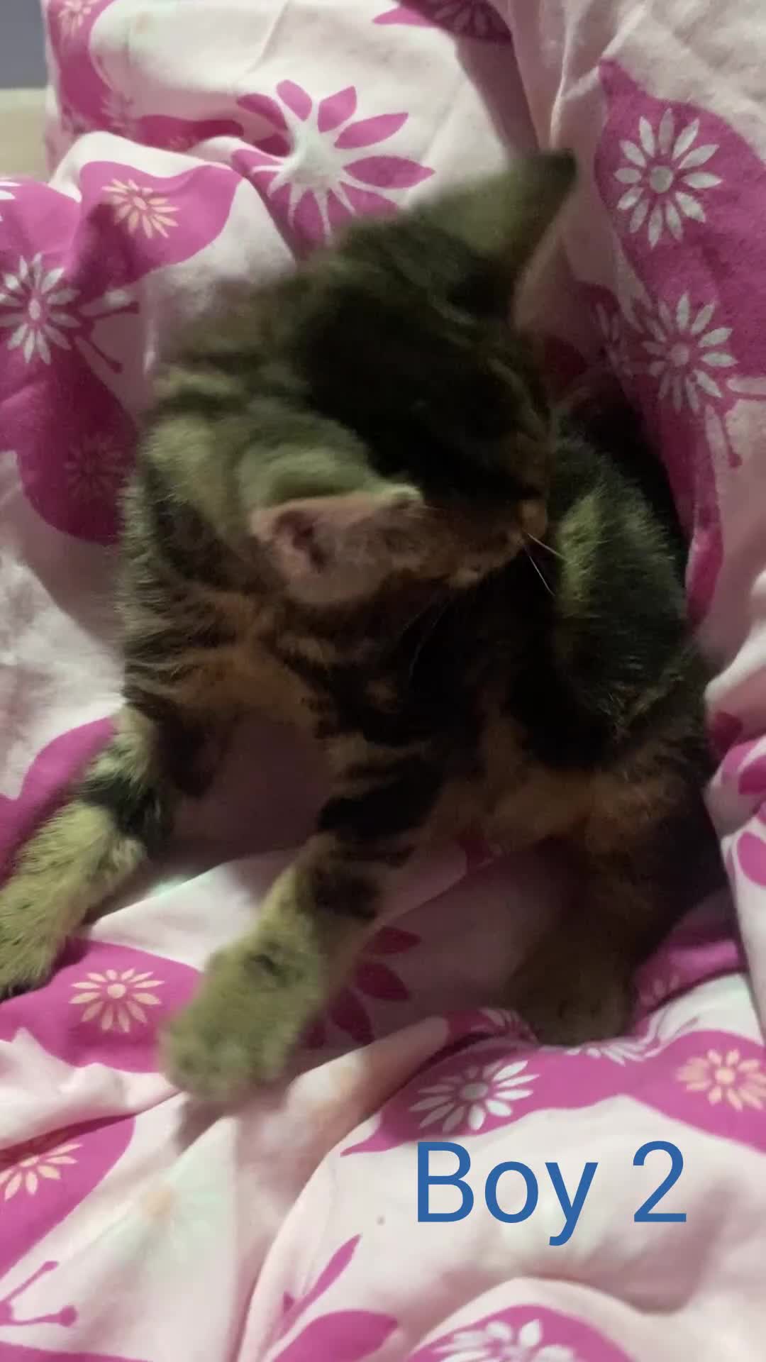 American Shorthair cats for sale: 2 american short hair kittens - Video 2