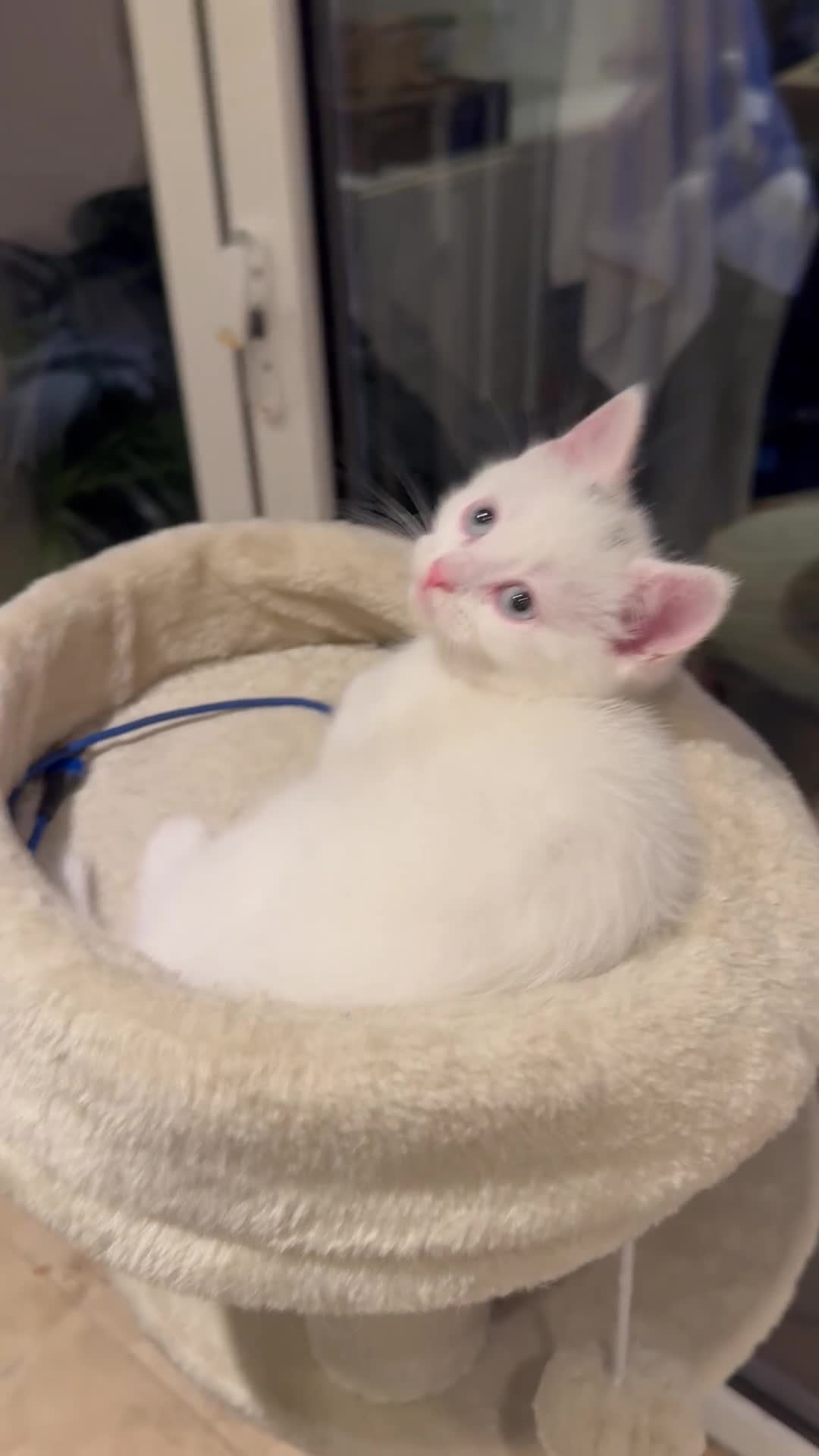 Mixed Breed cats for sale: 5 Beautiful Kittens Looking for Loving Homes - Video 1