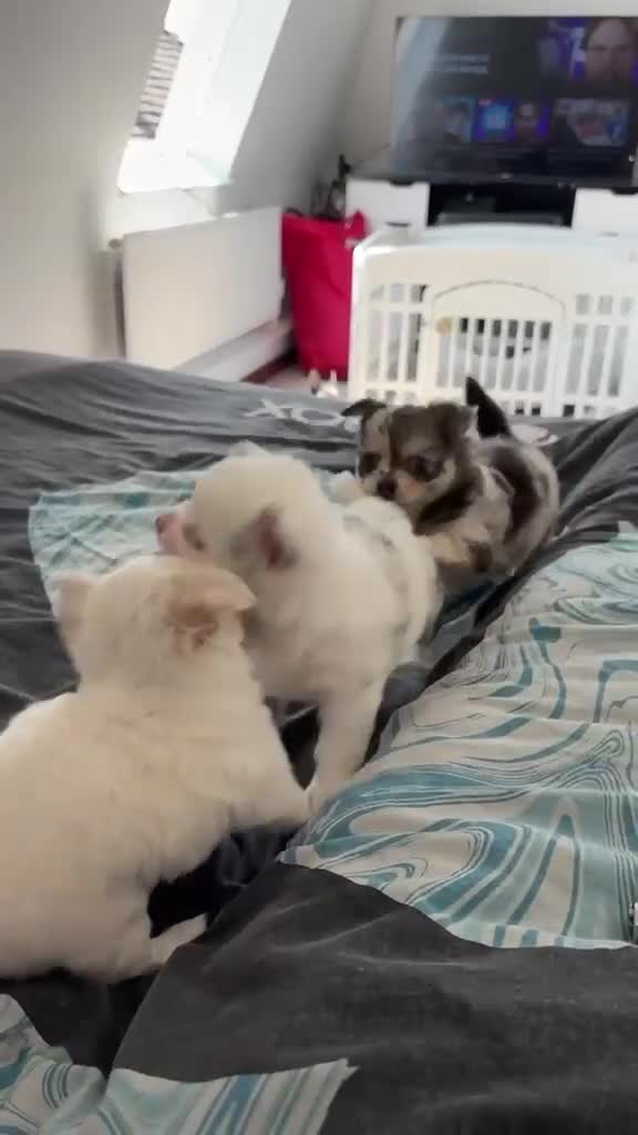 Chihuahua dogs for sale: 5 beautiful chihuahuas in Maidstone - Video 1