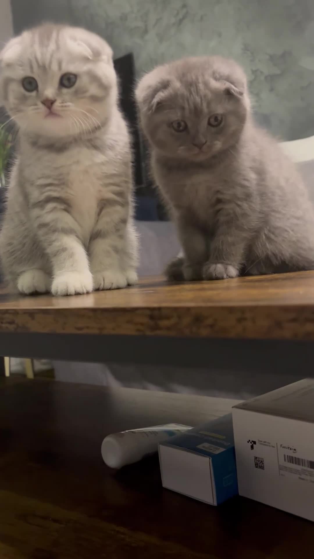 Scottish Fold cats for sale: Last Scottish Fold left - Video 4