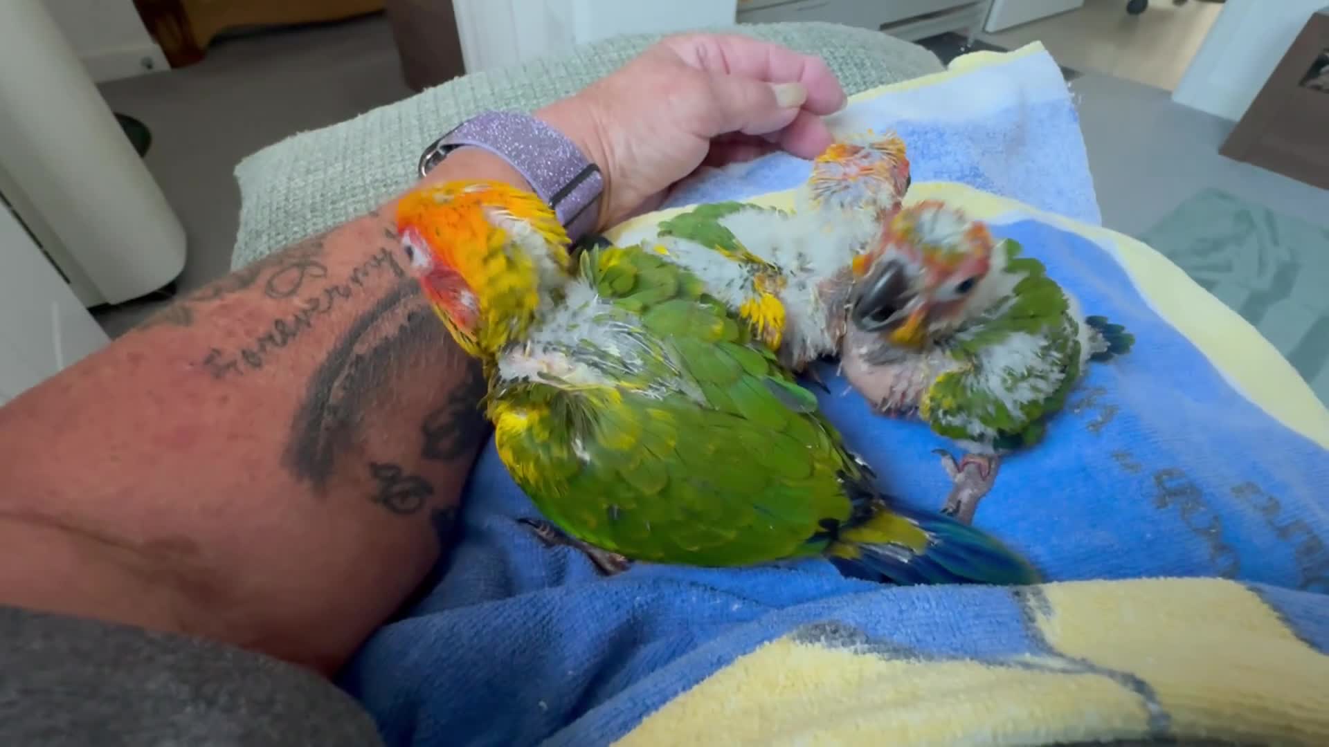Conures birds for sale: 1 left to reserve hand rearing 3 sun conures - Video 1