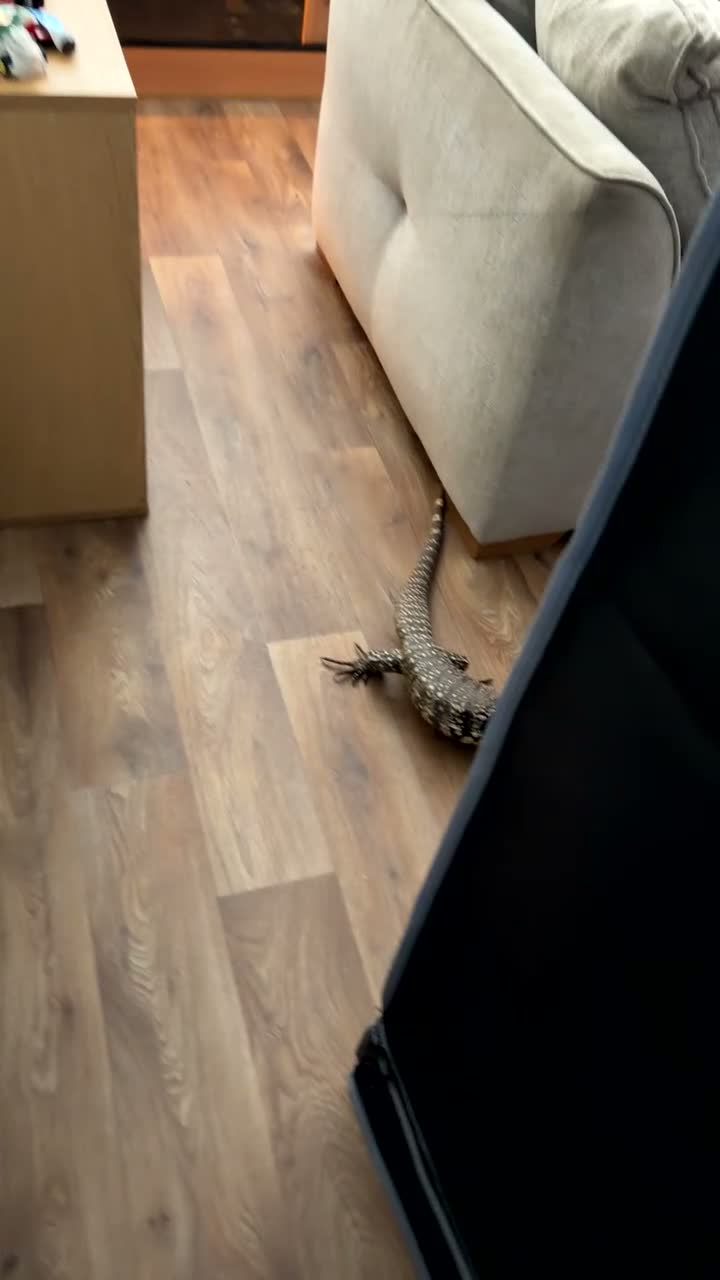 Monitor reptiles for sale: Tegu  - Video 1
