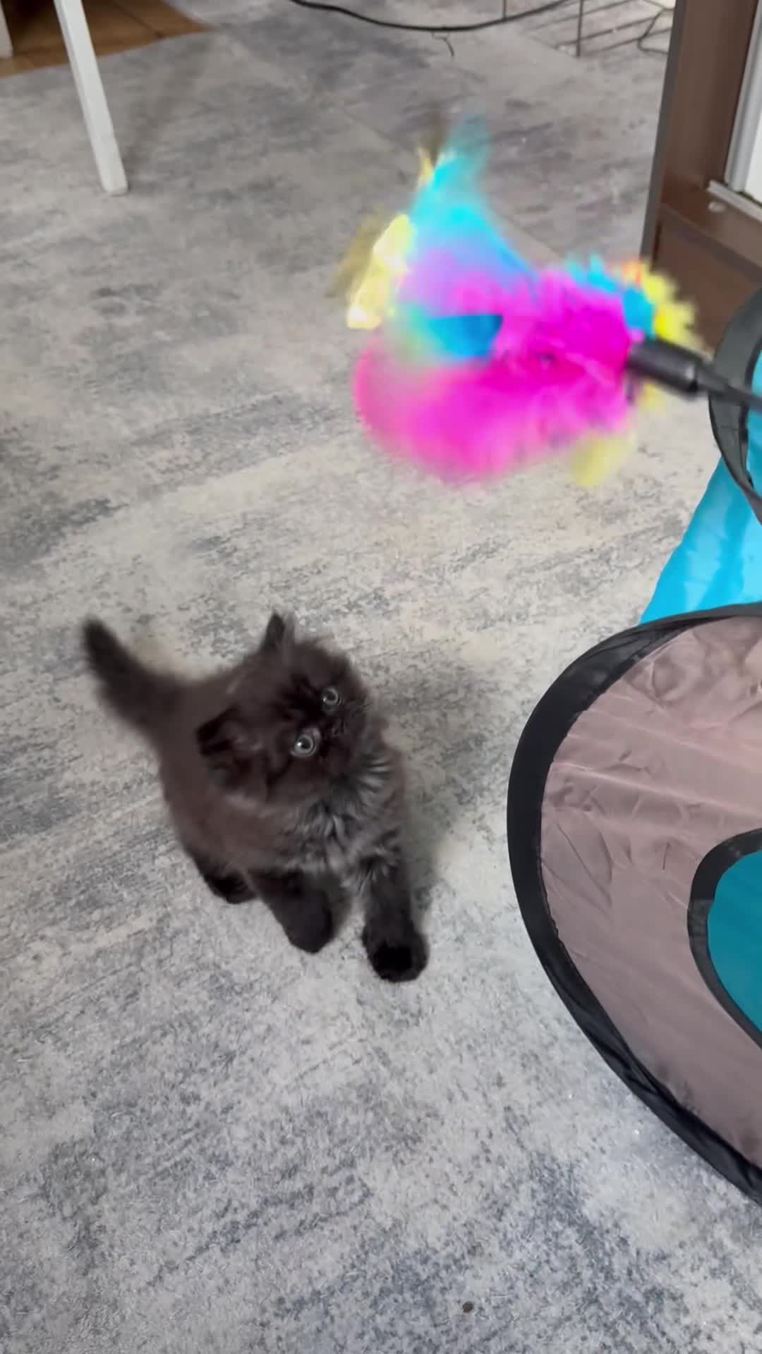 Persian cats for sale: Beautiful pureBreed Persian kittens - Video 1