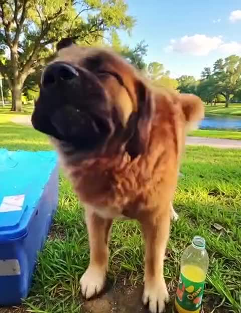 Caucasian Shepherd Dog dogs for sale: Adult female caucasian shepherd dog  - Video 1