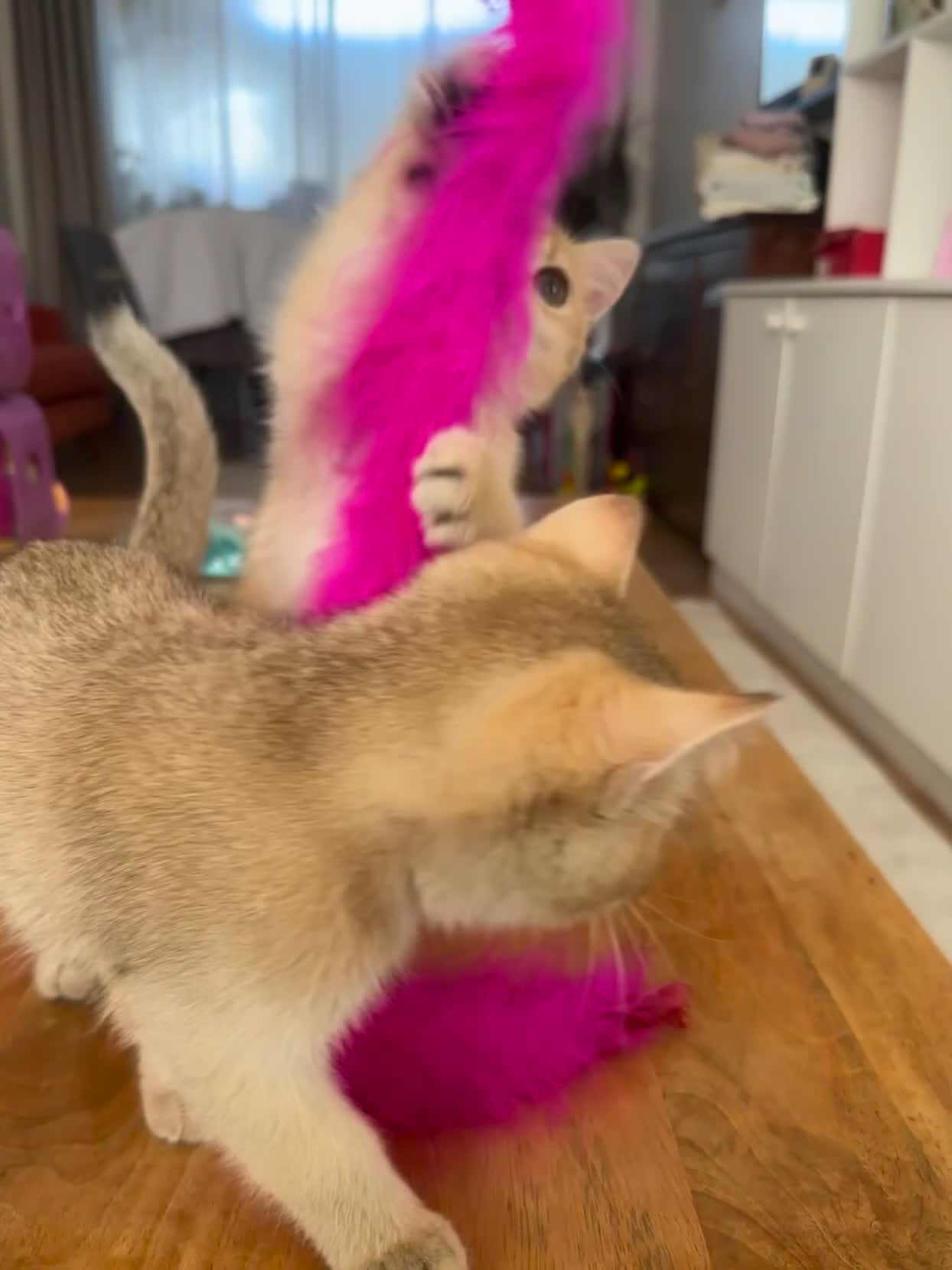 British Shorthair cats for sale: Last British Shorthair Golden kitten GCCF reg - Video 3