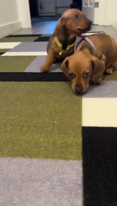 Dachshund dogs for sale: Dachshund female and male puppies  - Video 3