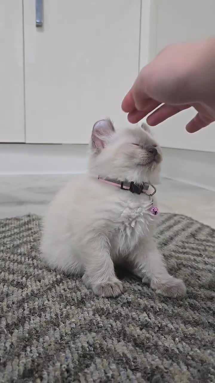 American Curl cats for sale: RARE, Unique, Affectionate American Curl Kittens!  - Video 1