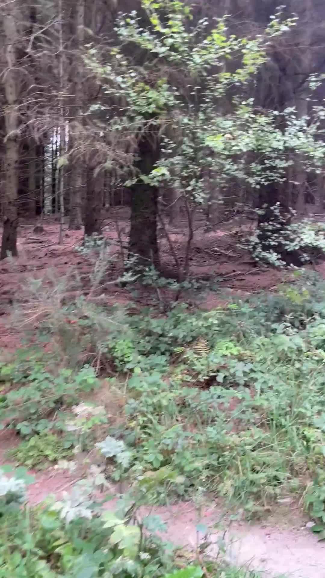 English Springer Spaniel dogs for stud: English springer spaniel to stud. - Video 2