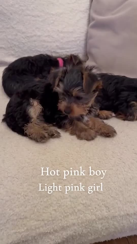Mixed Breed dogs for sale: Chorkie pups  ❤️ in Flint - Video 4