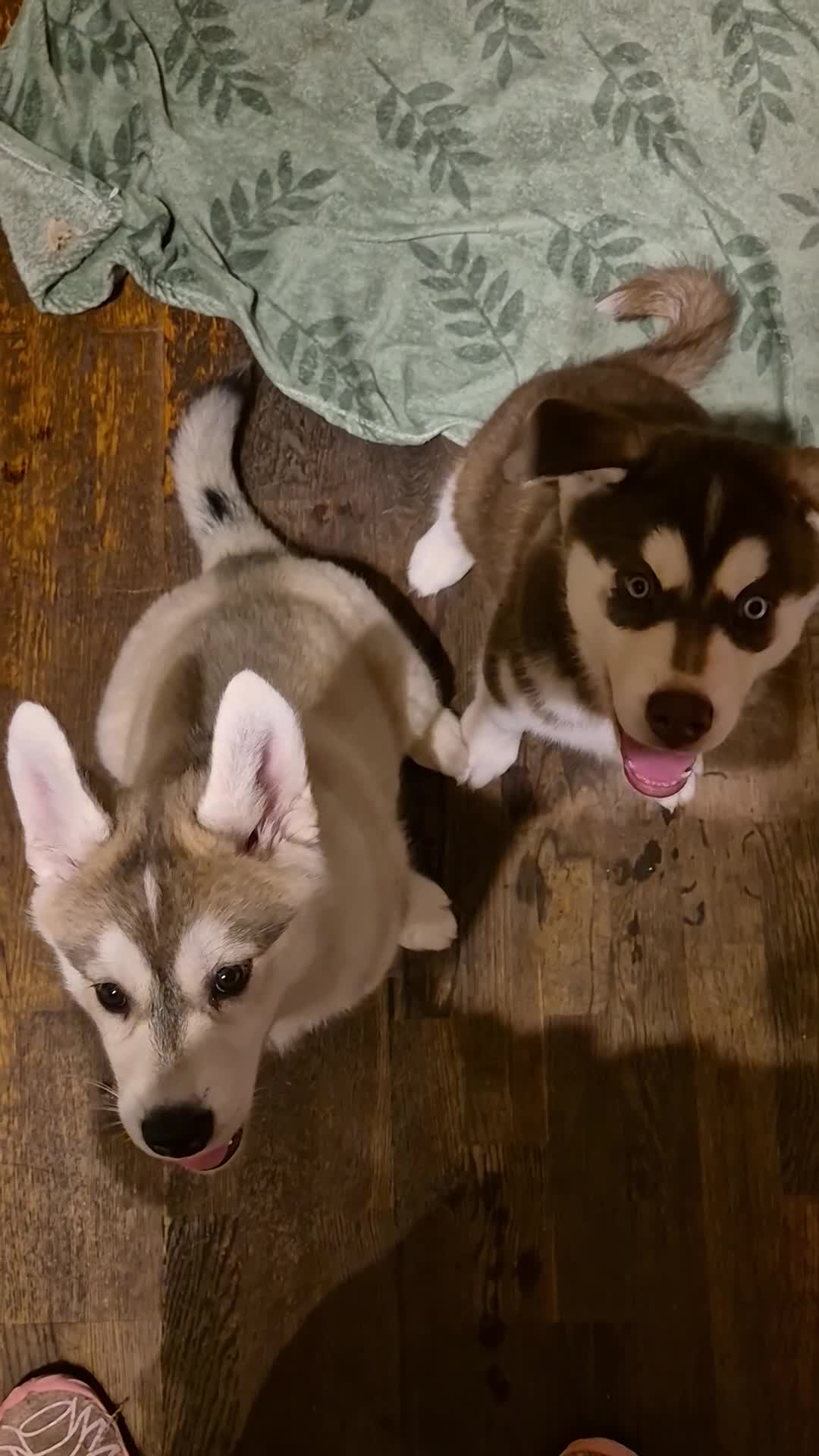 Alaskan Malamute dogs for sale: Alaskan Malamute x Siberian Husky Fluffy Puppy - Video 1