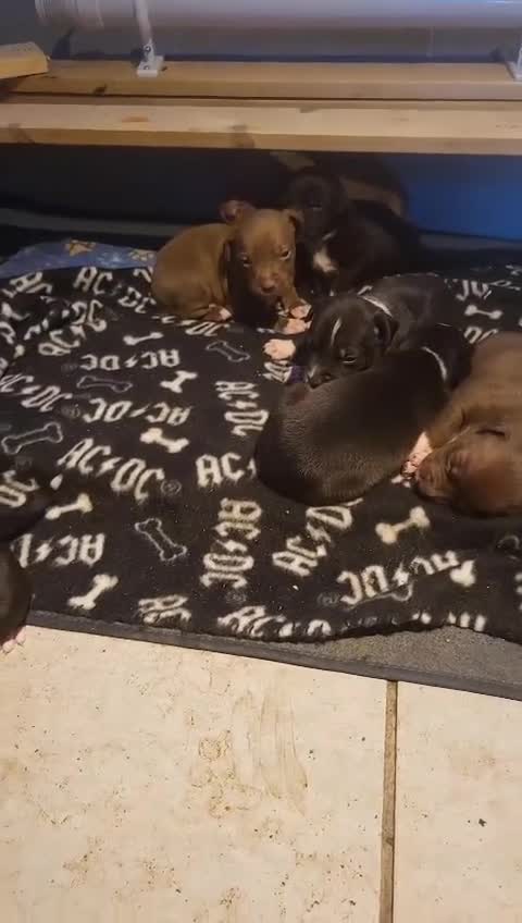 Staffordshire Bull Terrier dogs for sale: Staffordshire bull terrier pups - Video 2