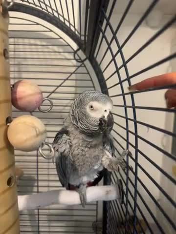 Parrots birds for sale: African grey female parrot - Video 1