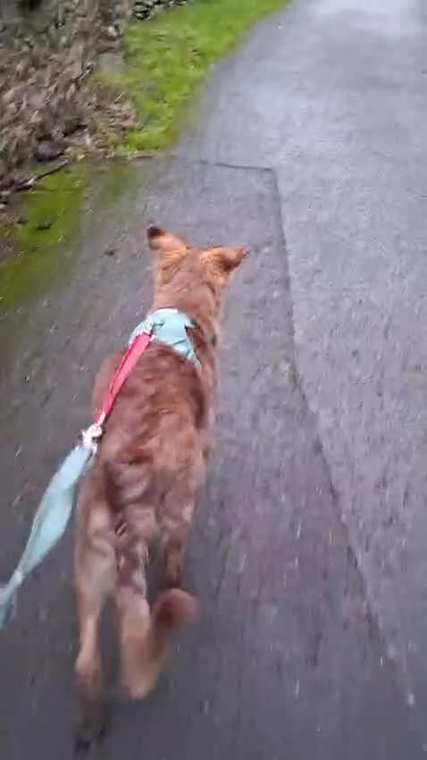 Border Collie dogs for sale: 6 month brown border collie - Video 1