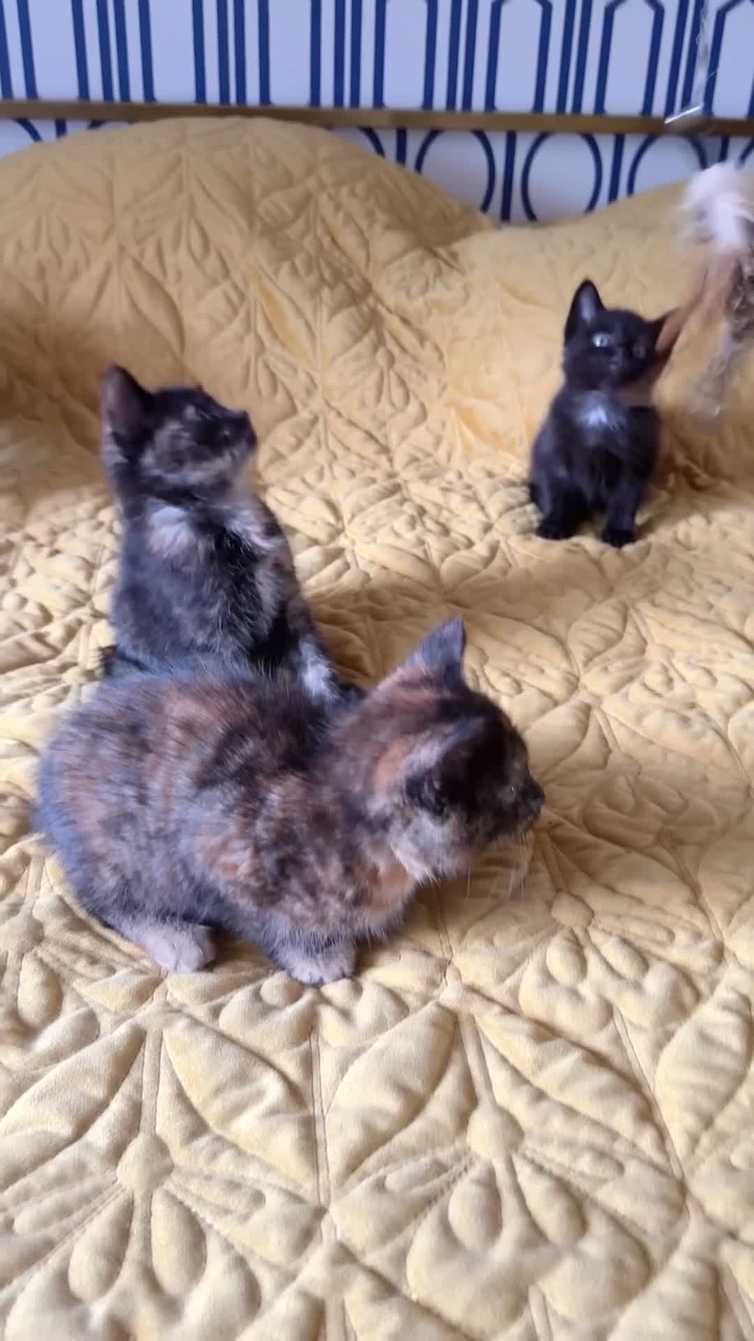 British Shorthair cats for sale: Pure British Shorthair Kittens Ready Now! - Video 1