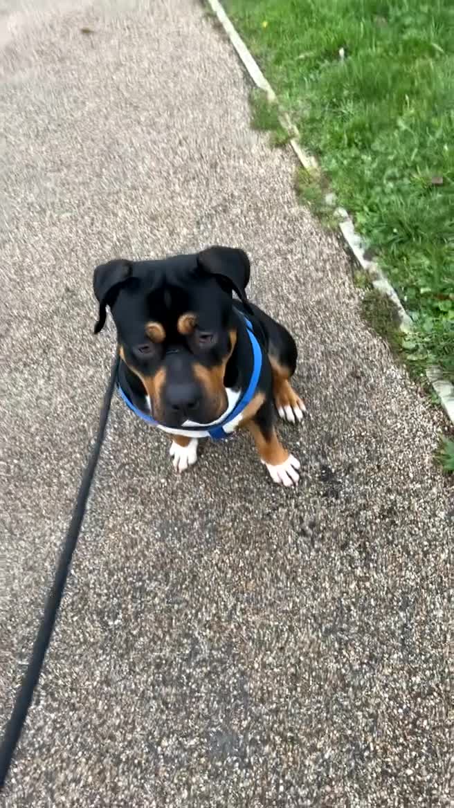 Old Tyme Bulldog dogs for stud: Old English bulldog cross for stud. - Video 1