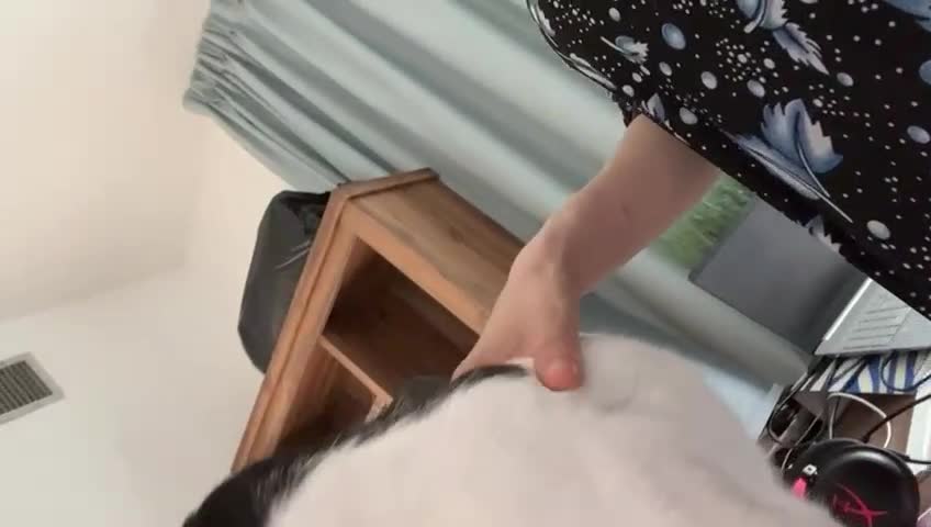 Mixed Breed cats for adoption: OSCAR - THE KISSER !!CANNOT HELP HIMSELF 2B CUDDLY - Video 1