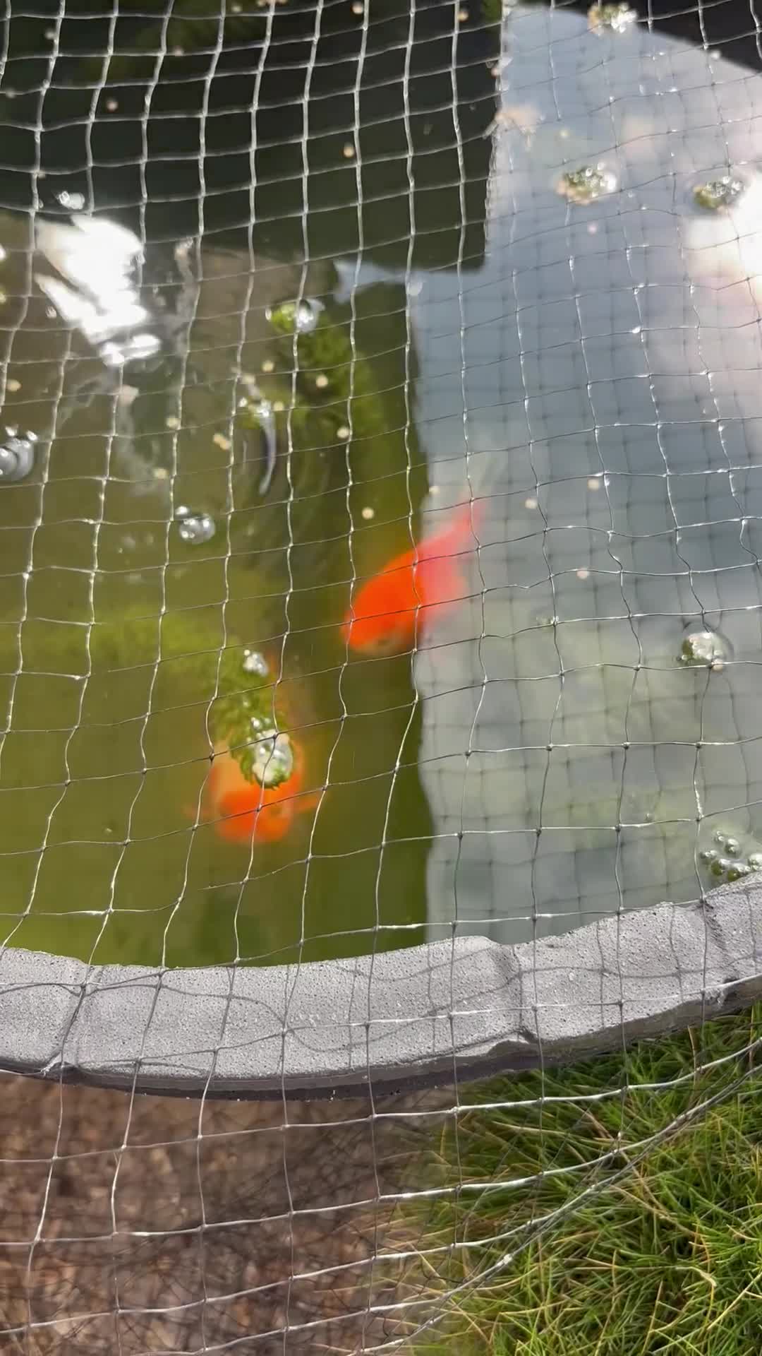 Fancy Goldfish fish for sale: Free fish - Video 1