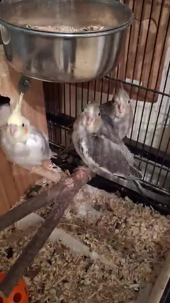 Cockatiels birds for sale: Cockateil 2 male babies  - Video 1