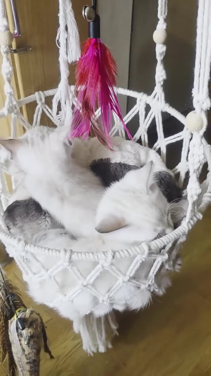 Bengal cats for sale: SNOW LYNX BENGAL KITTENS  - Video 2