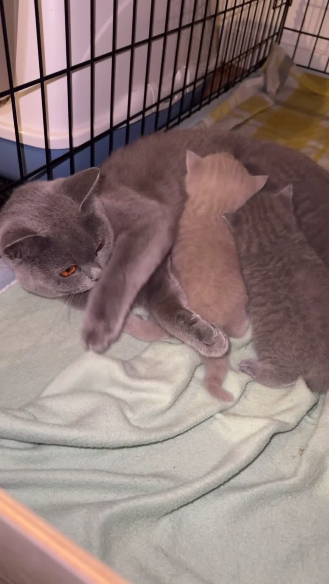 British Shorthair cats for sale: 3 beautiful British Shorthair Kittens  - Video 3