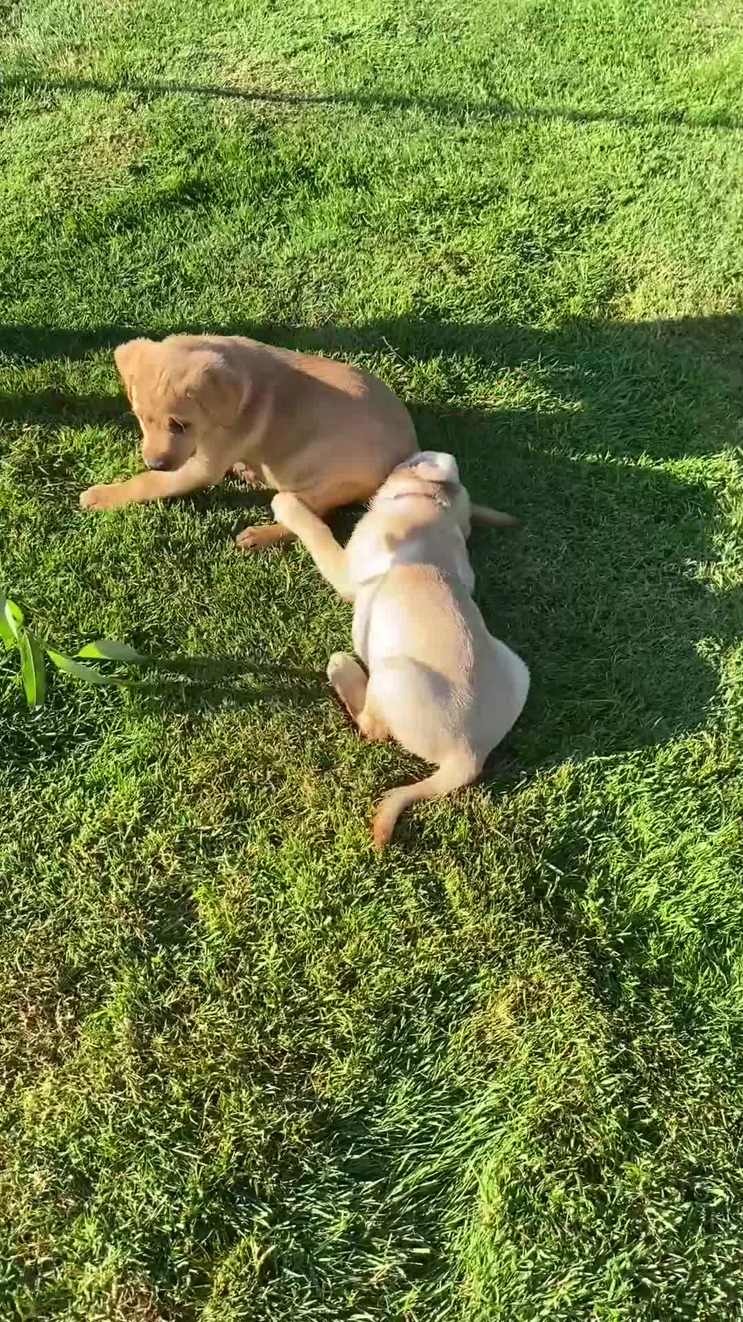 Labrador Retriever dogs for sale: KC Registered Labrador Retriever puppies  - Video 2