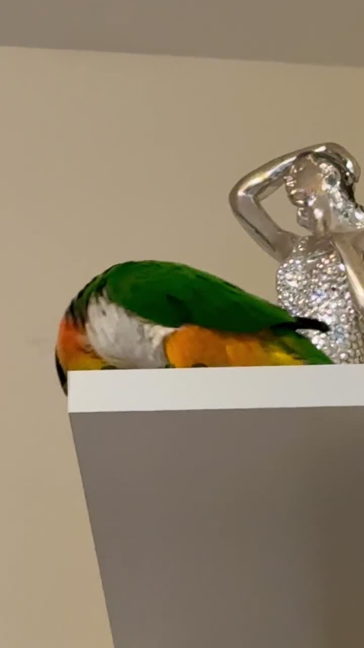 Parrots birds for sale: Mojo 4 year old Tame male Black Capp carique  - Video 4