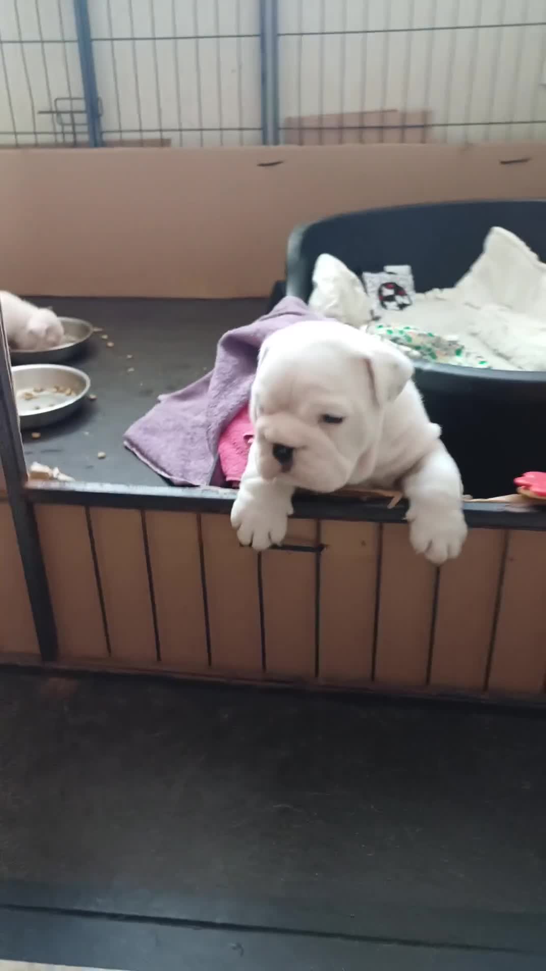 English Bulldog dogs for sale: White male bulldog in Brough - Video 1