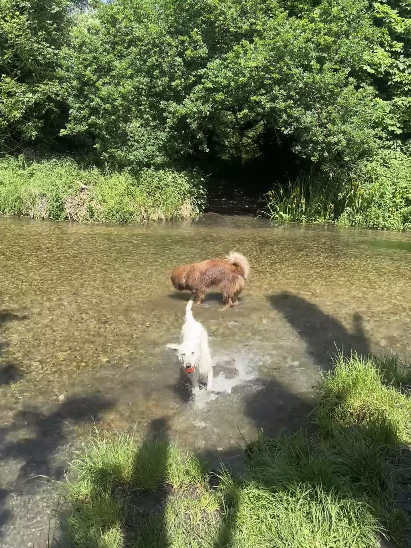 Mixed Breed dogs for stud: German Shepherd/Alaskan Malamute Isabella coat - Video 1