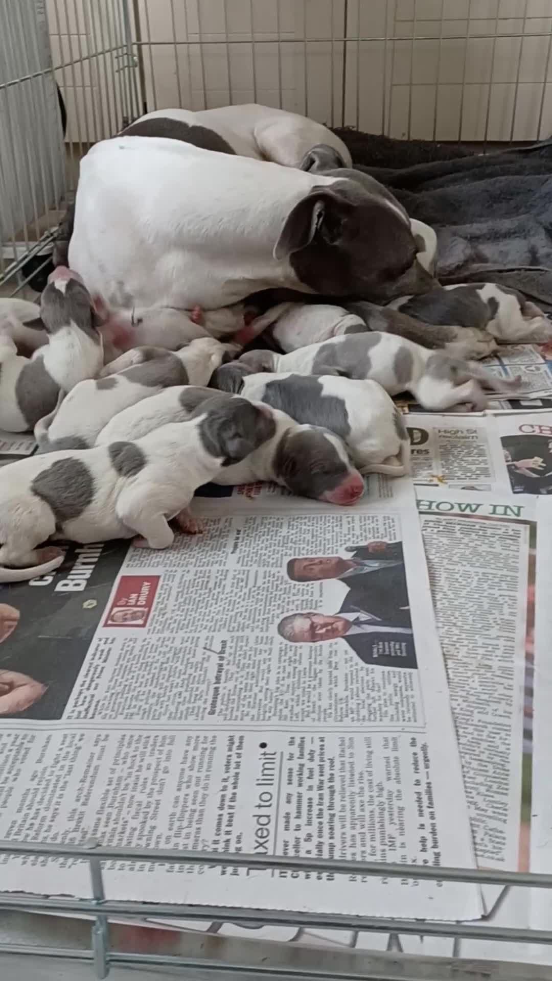 Whippet dogs for sale: Beautiful RKC Registered Puppies - Video 1