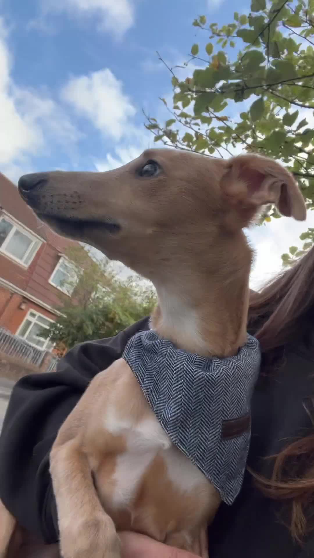 Whippet dogs for stud: Petite Male Whippet to Stud  - Video 2