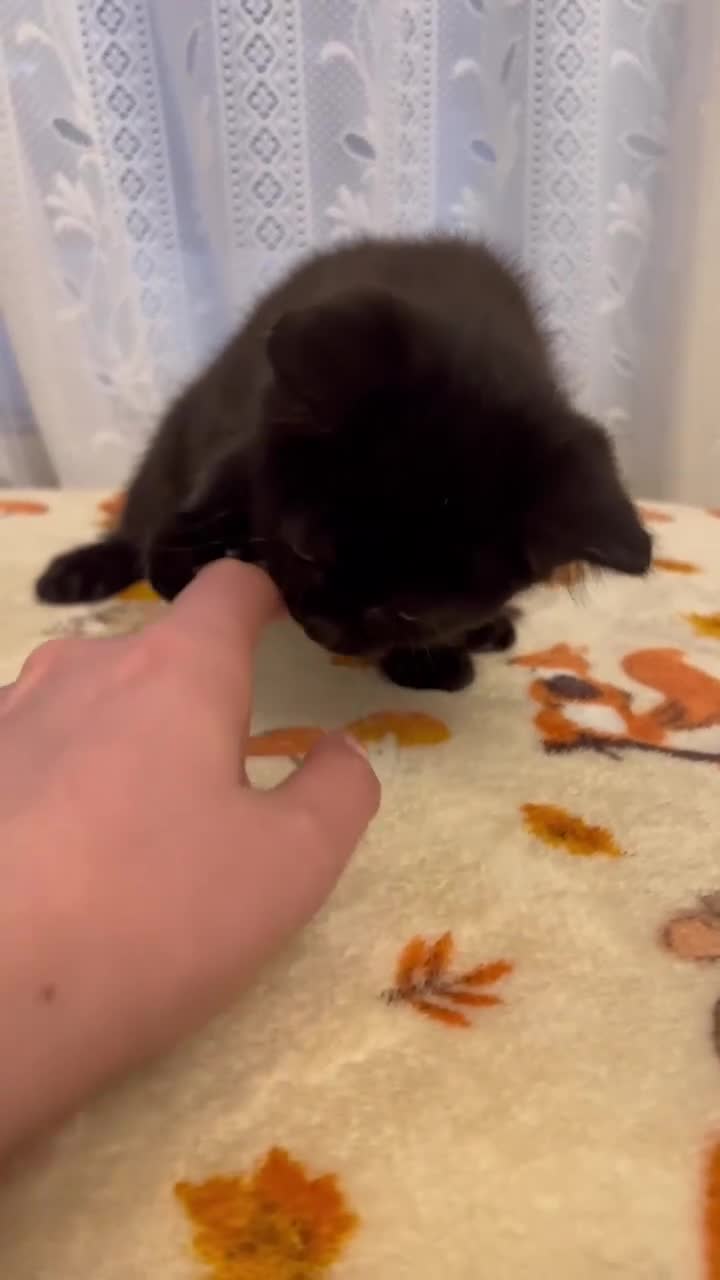 Mixed Breed cats for sale: Adorable Kittens  - Video 1