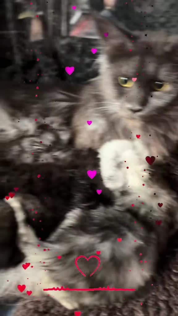 Maine Coon cats for sale: Beautiful high smoked and smoked kittens for sale  - Video 2