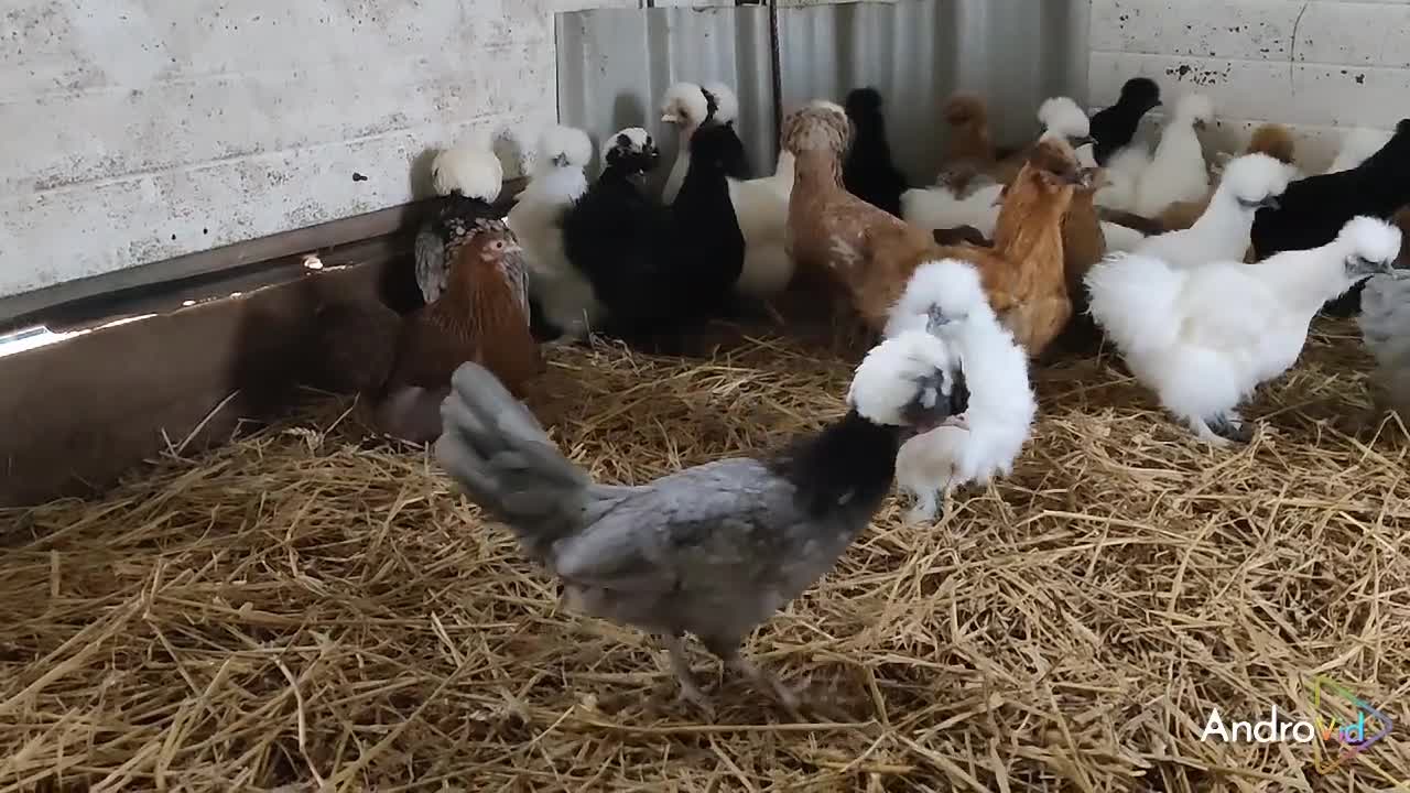 Chickens poultry for sale: Bantam Hens  - Video 1