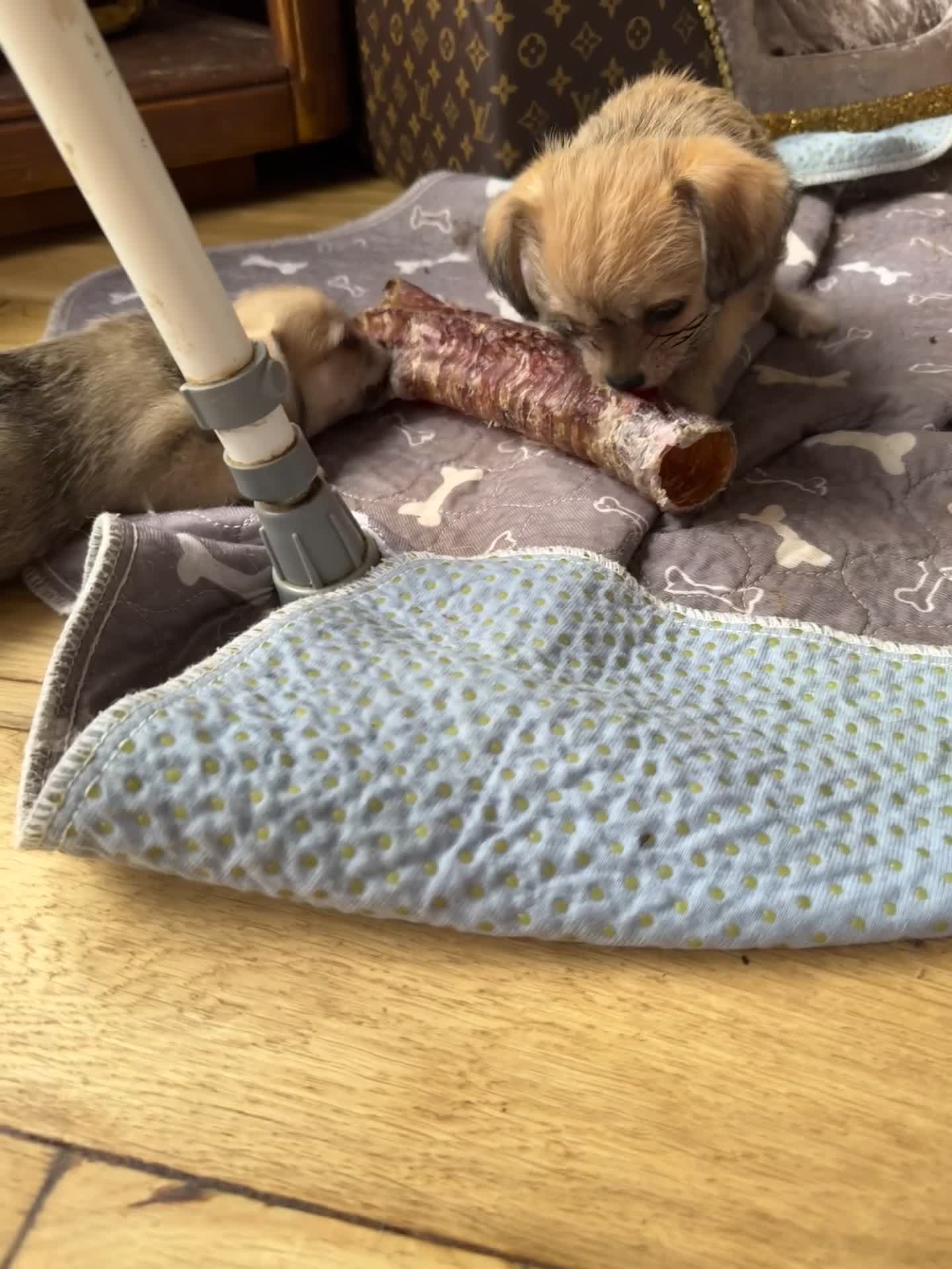 Mixed Breed dogs for sale:  Bichon x chihuahua ready now £800 - Video 1