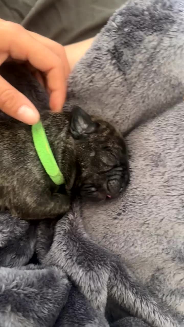 Mixed Breed dogs for sale: Staffordshire bull terrier puppies - Video 3