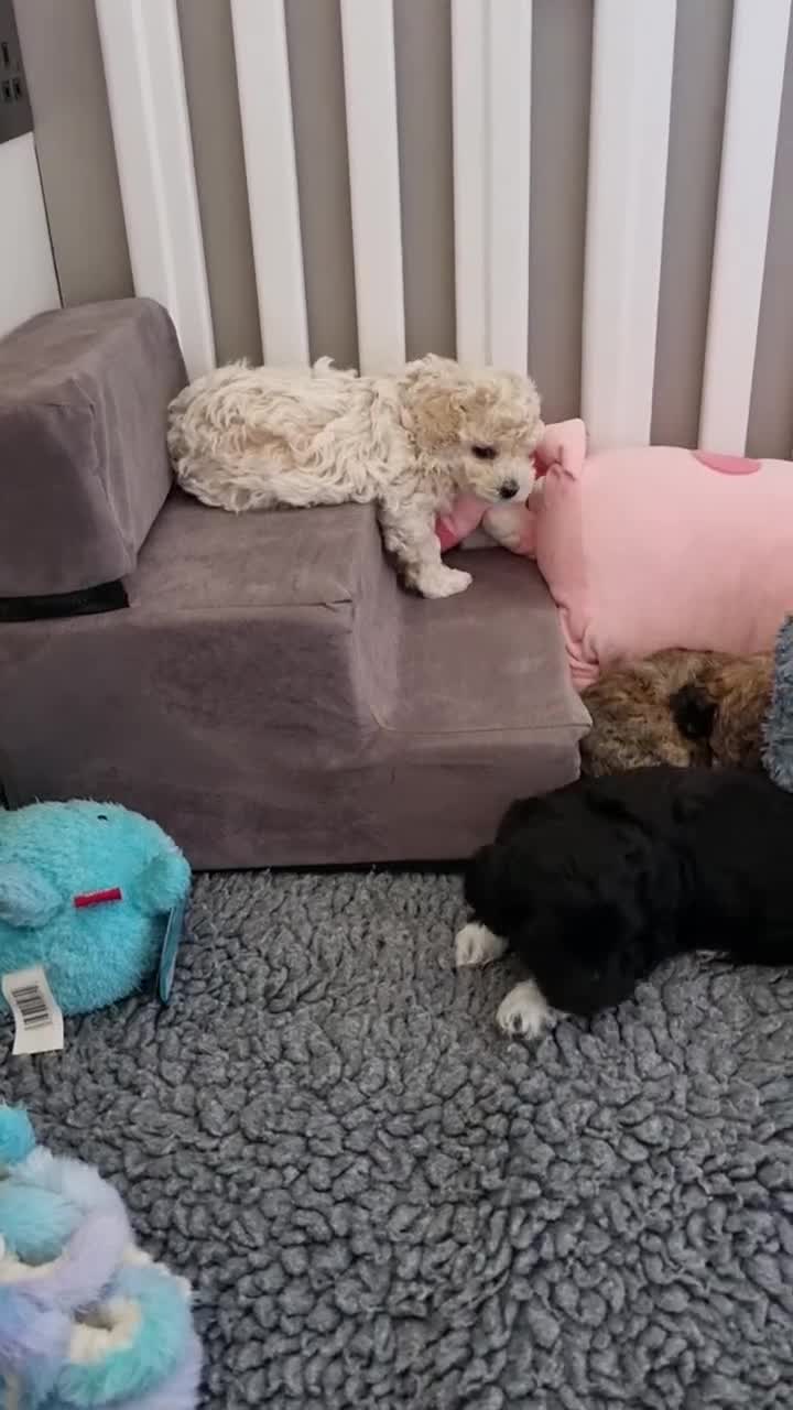 Maltipoo dogs for sale: Rare F2 Toy Maltipoos, DNA Clear + Basic Training - Video 4