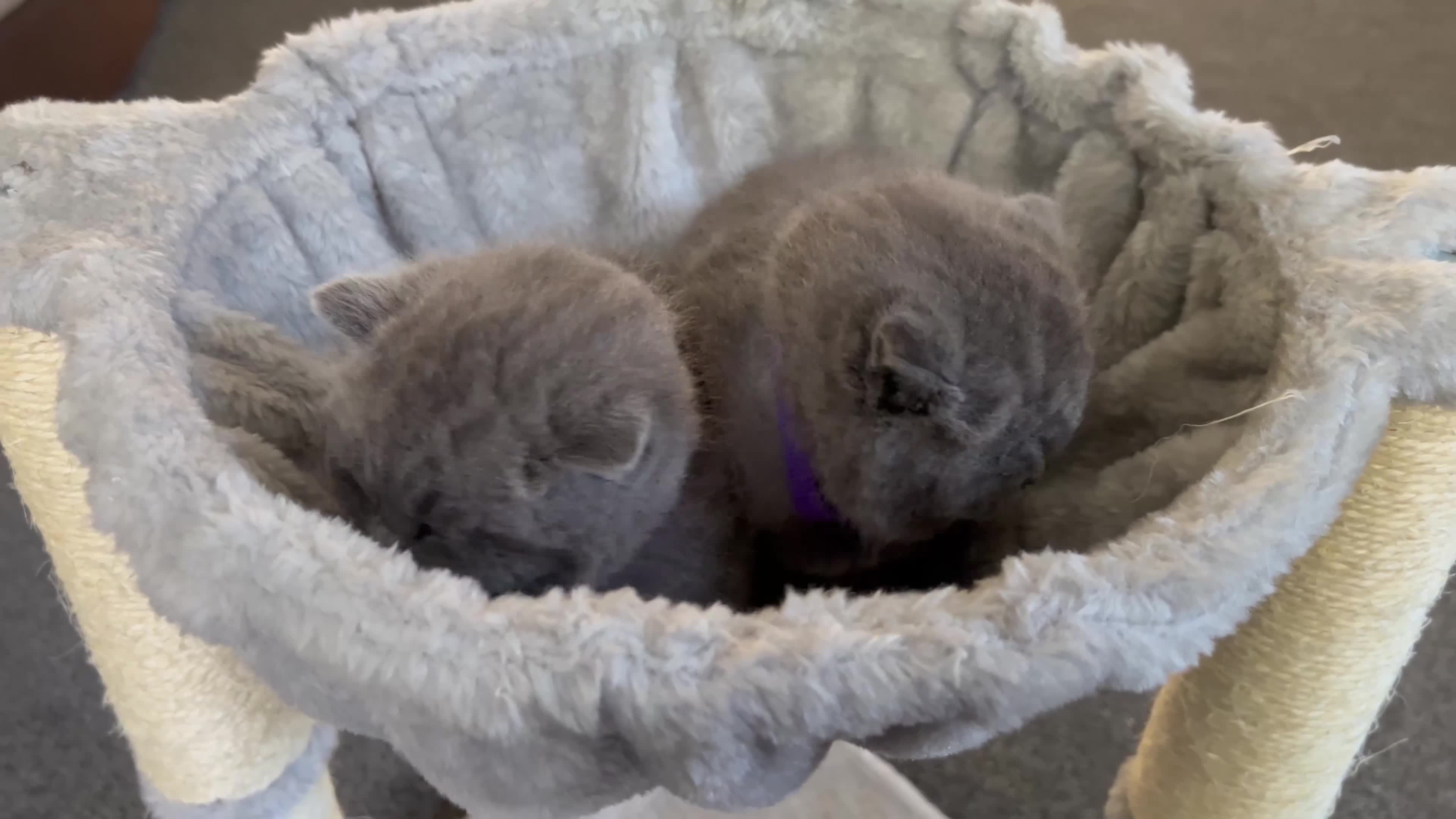 British Shorthair cats for sale: Beautiful Chunky Fluffy British Shorthair Kittens - Video 2