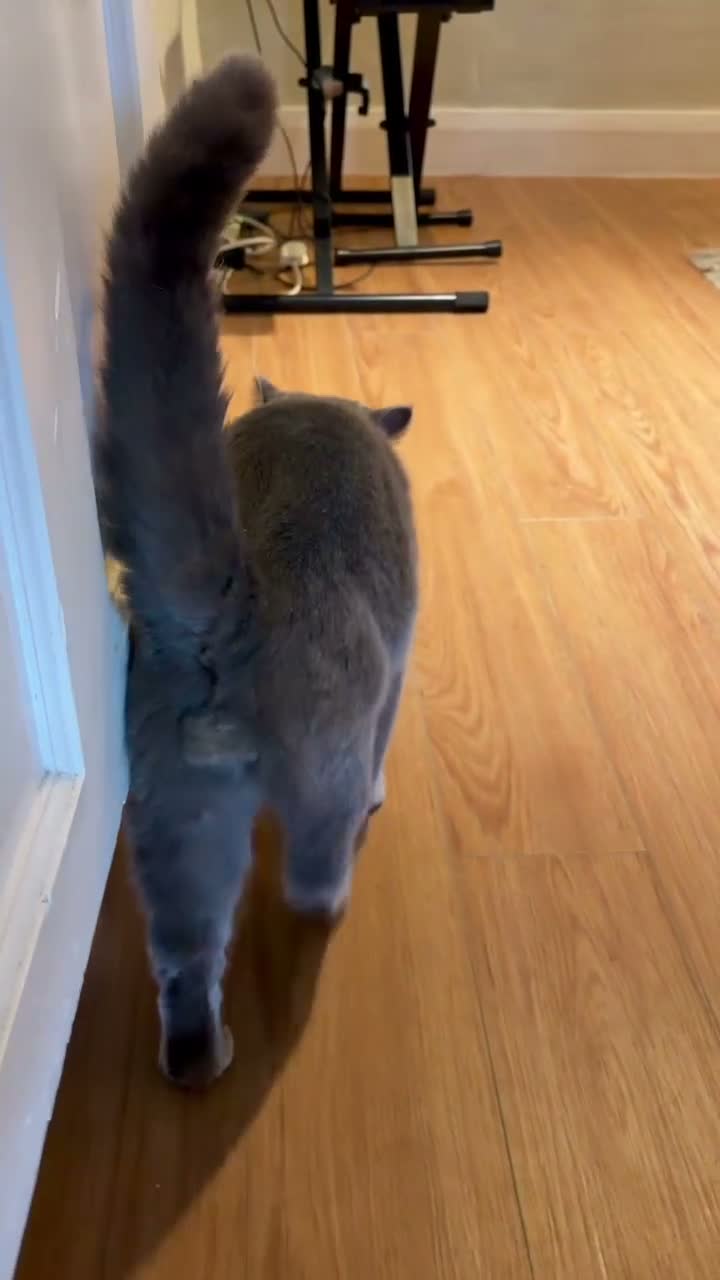 British Shorthair cats for stud: Gorgeous GCCF Blue BSH for Stud - Video 1