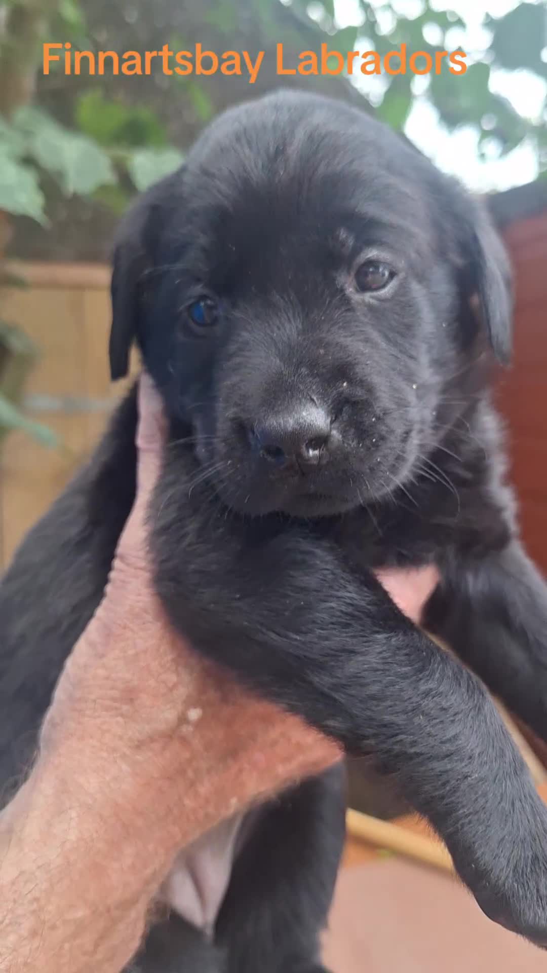 Labrador Retriever dogs for sale: Labrador Pups from Health Tested Parents. - Video 2