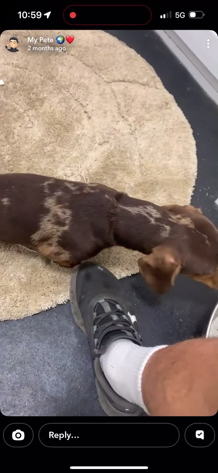 Dachshund dogs for sale: Dashound - Video 1