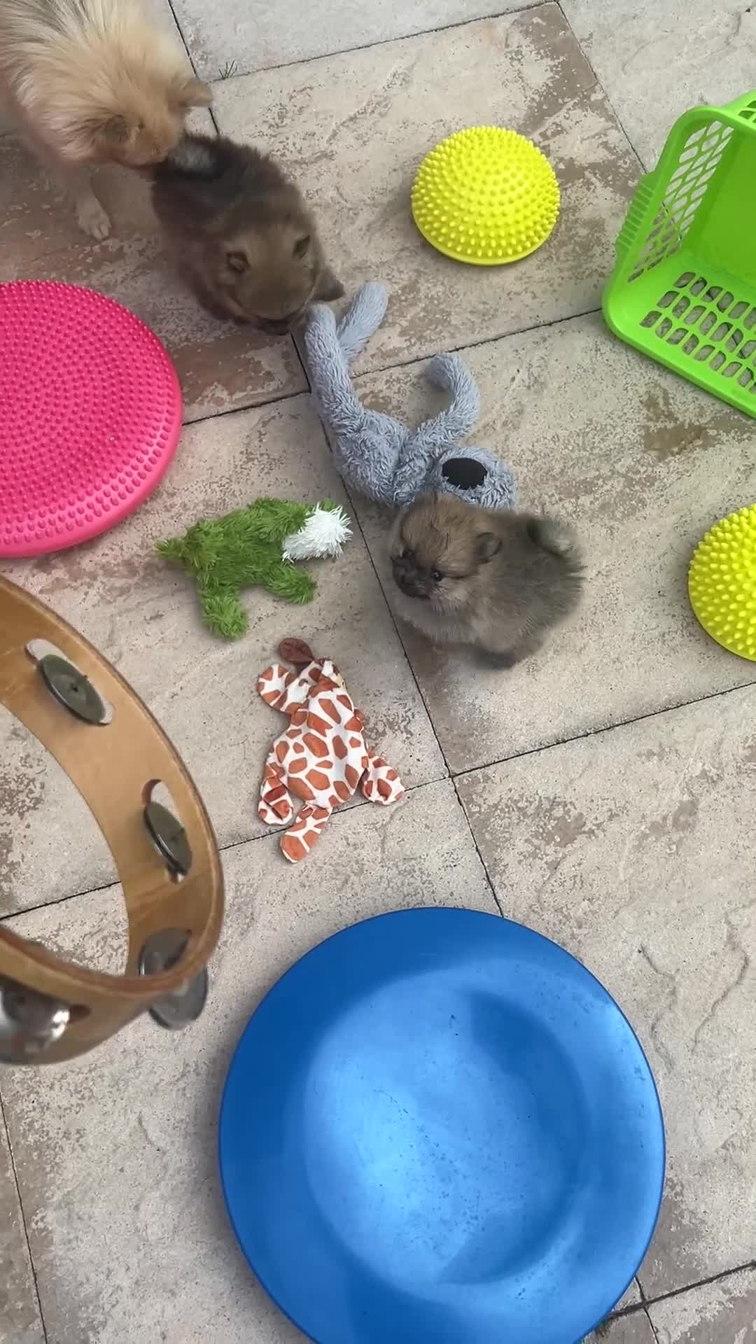Pomeranian dogs for sale: Tiny Pom Puppies - Video 2