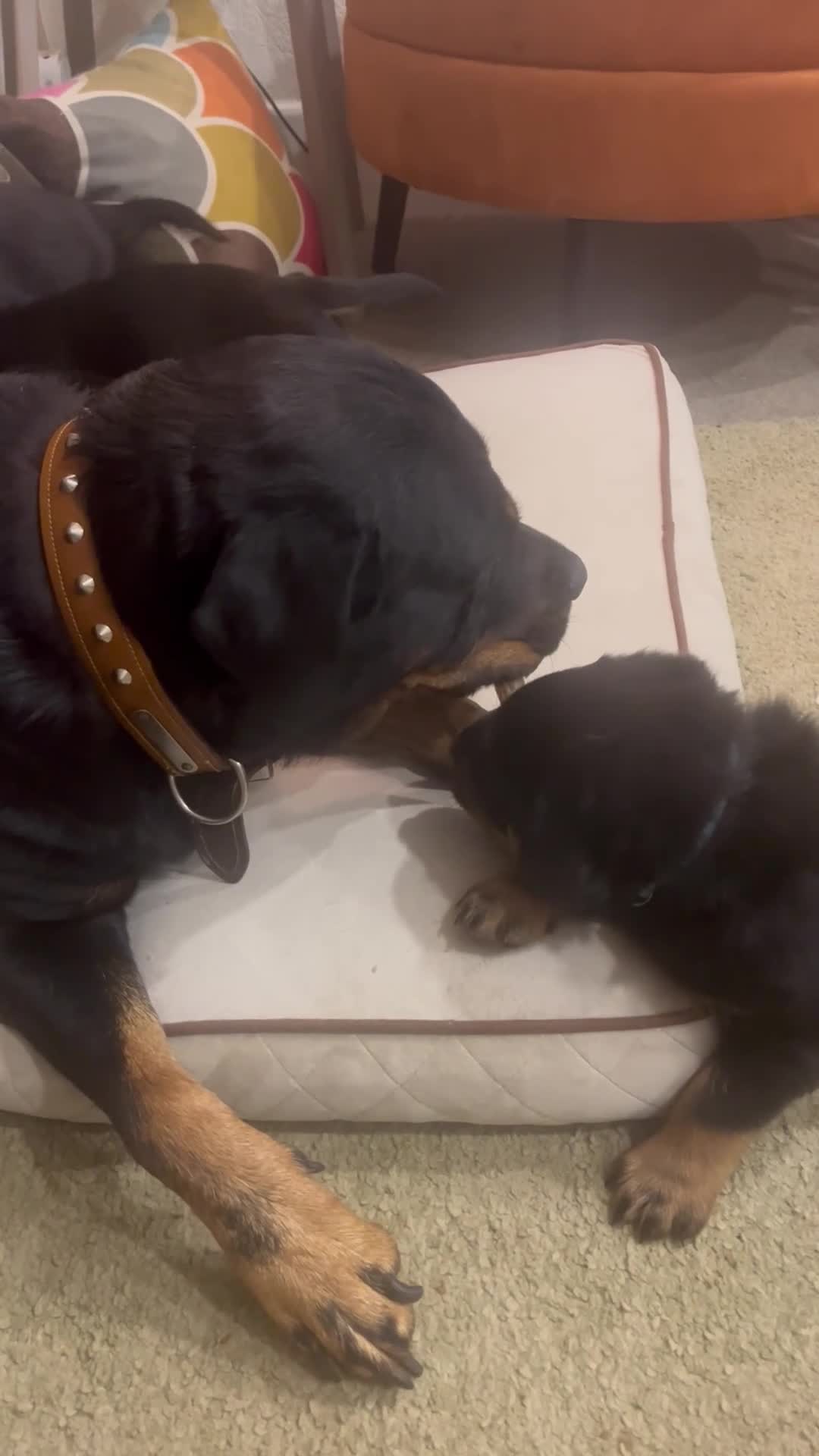 Rottweiler dogs for sale: Chunky pups excellent bloodlines in Preston - Video 1