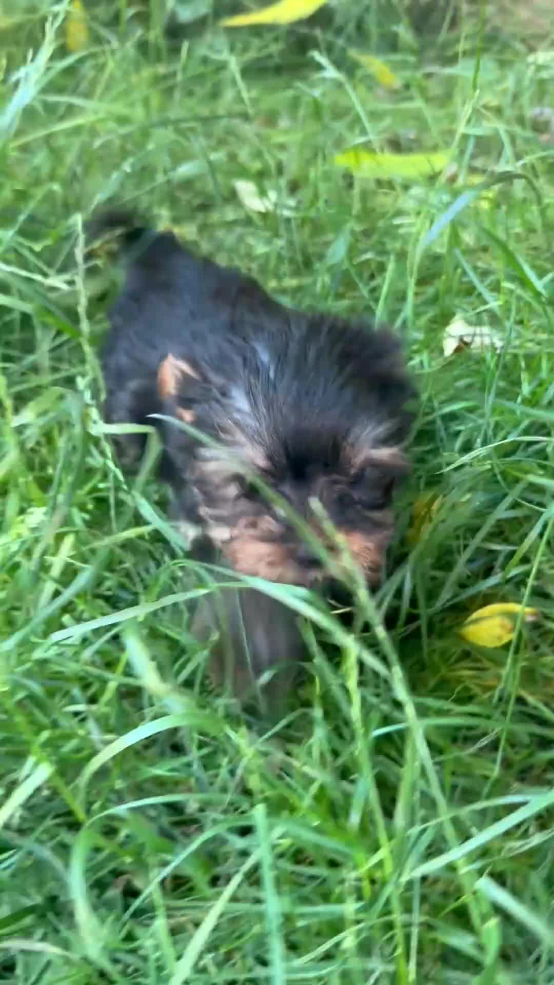 Yorkshire Terrier dogs for sale: Kennel Club Registered Yorkshire Terries in Stockport - Video 4