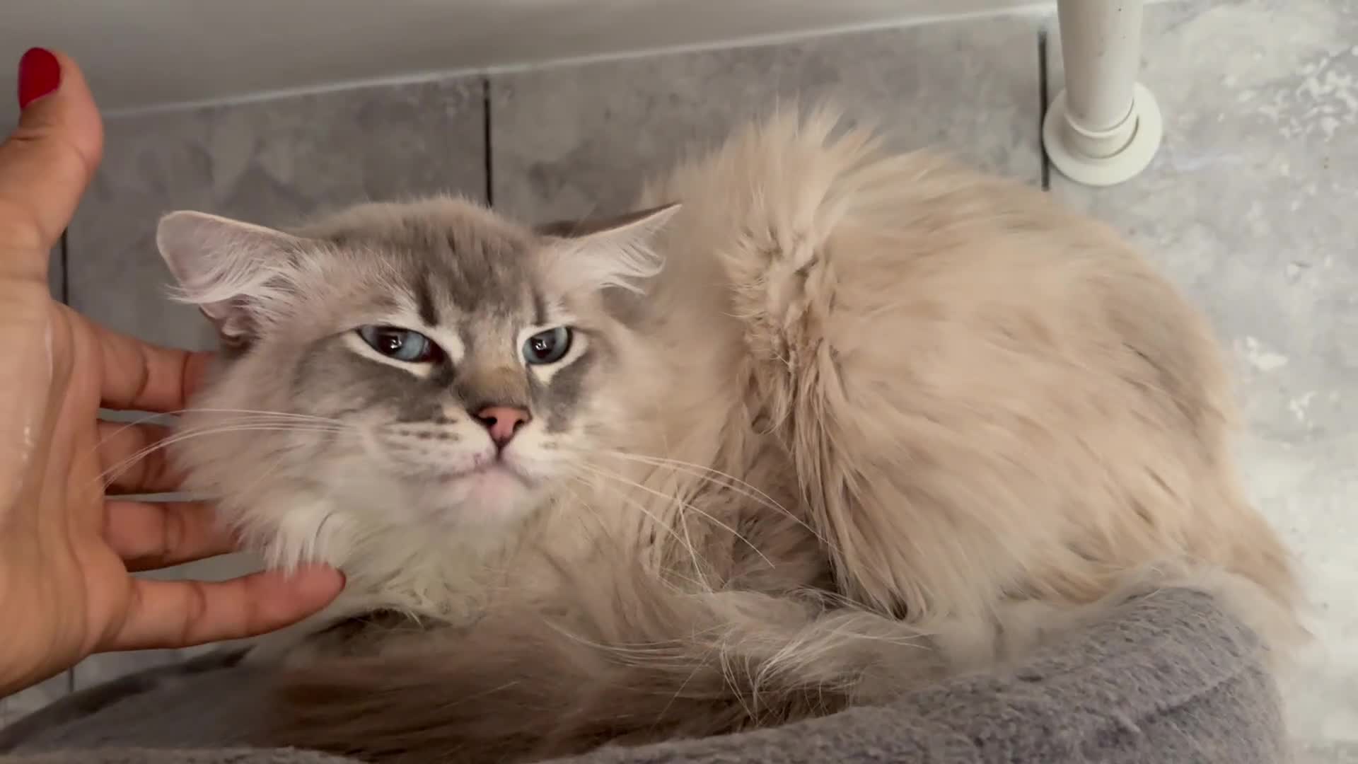 Ragdoll cats for sale: Rehoming this handsome Ragdoll male cross tabby - Video 1