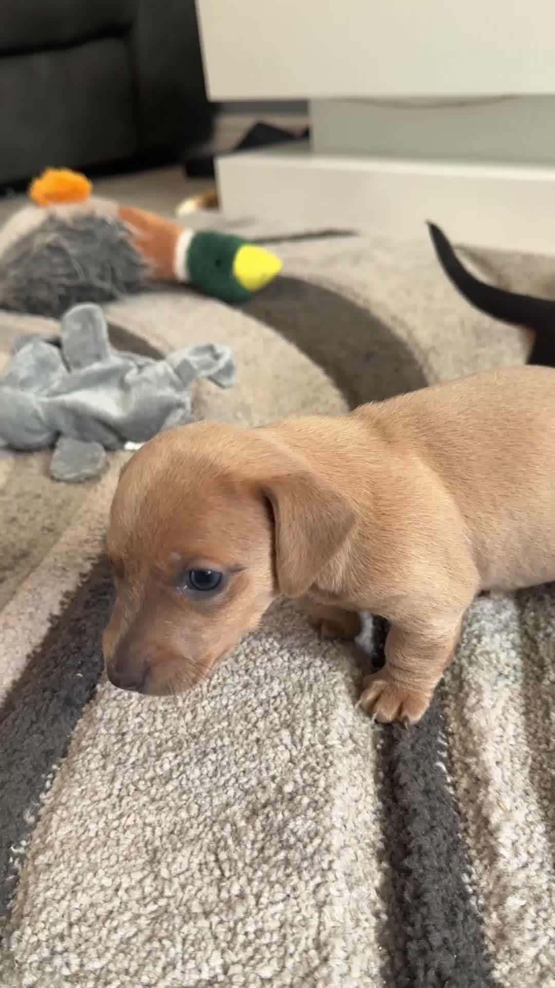 Mixed Breed dogs for sale: Daxiijack/ dachshund  in Wishaw - Video 2