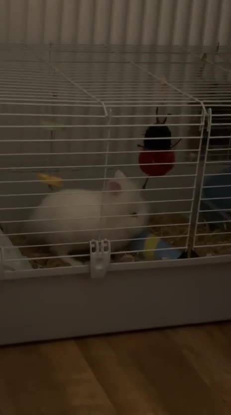 Lionhead rabbits for sale: White pure lion head with blue eyes come with cage - Video 3