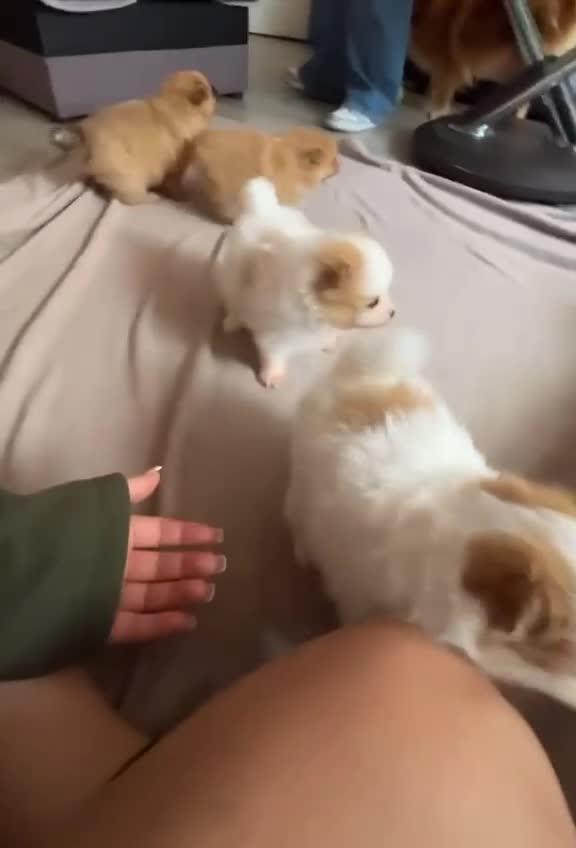 Pomeranian dogs for sale:  Pomeranian Puppies – Available to Reserve - Video 2