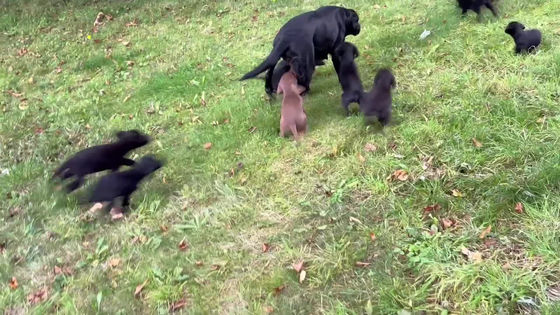 Labrador Retriever dogs for sale: Outstanding DRAKESHEAD working Labrador Puppies  - Video 2
