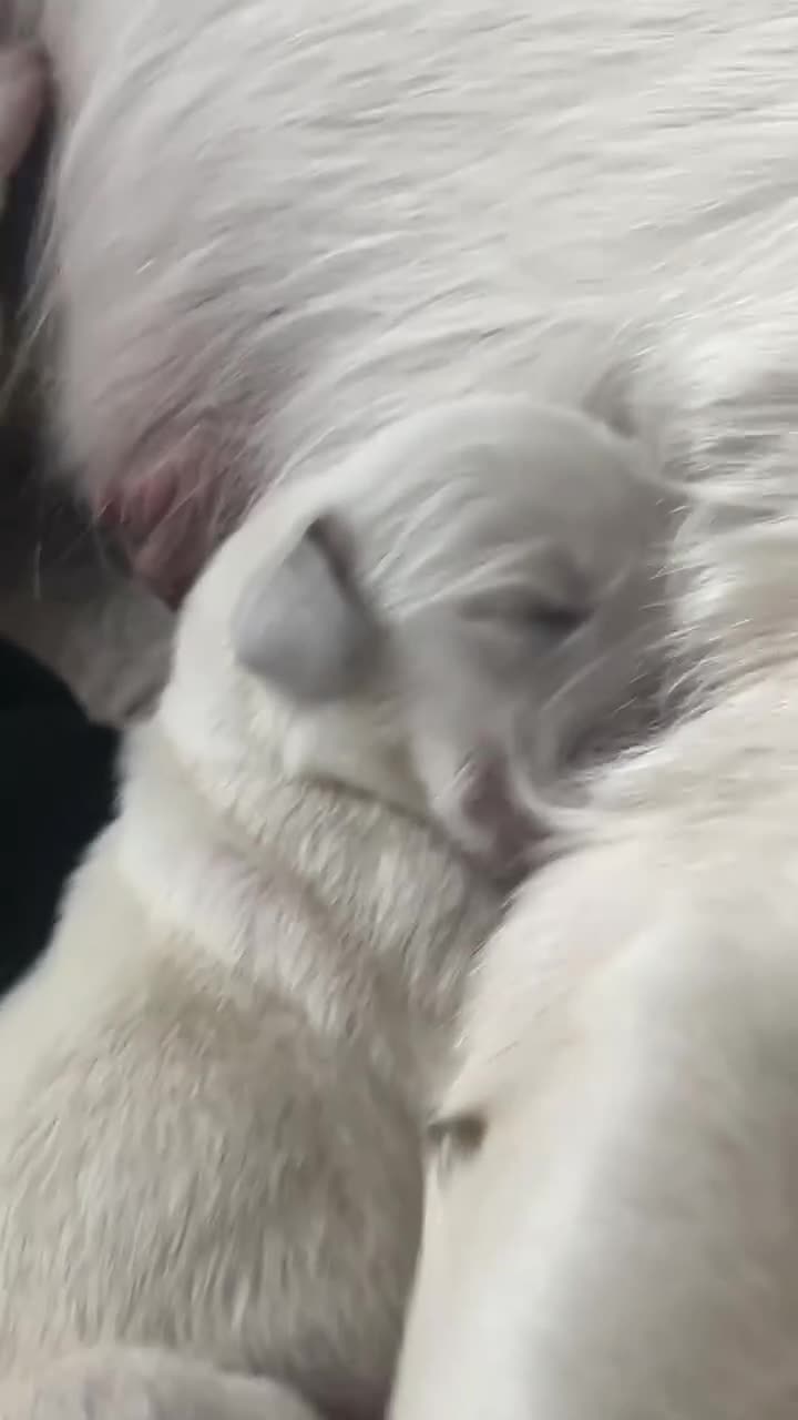 Goldador dogs for sale: Goldadors ❤️❤️❤️ - Video 4