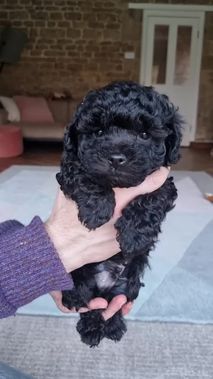 Maltipoo dogs for sale: Family-Raised F2 Toy Maltipoos✨DNA Clear✨Pedigree - Video 1